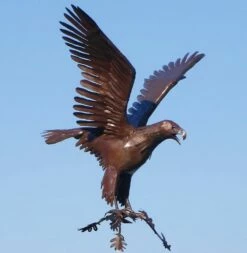 Edelrost Design Gartenfigur Steinadler - Adelaar -Outlet GARTENTRAUM Store edelrost design gartenfigur steinadler adelaar3