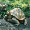 Einzigartige Garten Tierfigur Aus Robuster Bronze - Schildkröte