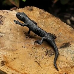 Kleiner Bronze Salamander Läuft - Braune Deko Tierfigur - Salamander Tan