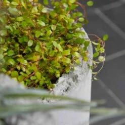 Kopf Als Pflanzgefäß Aus Glasfaser-Beton - Outdoor - Pangu -Outlet GARTENTRAUM Store kopf als pflanzgefaess aus glasfaser beton outdoor pangu3